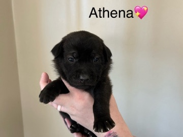 American Staffordshire Terrier – Athena