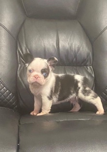 French Bulldog – Koi Frenchies