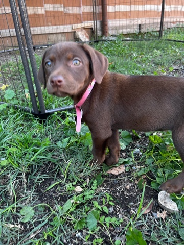 Labrador Retriever – Rehoming 10 Week Female Puppy