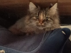 Persian (Modern) - Persian Cat available for adoption in New Delhi