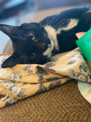 Rehoming Pancho