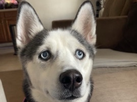 Siberian Husky – Mamas Needs a Home – York