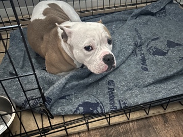 American Bulldog - American bully available for adoption in Lodi