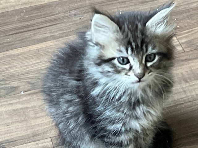 Siberian Blue Tabby cross