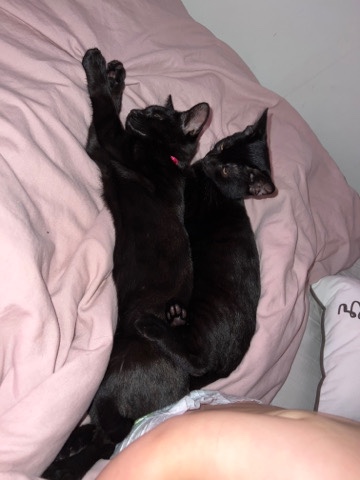 Female 21 week old kitten