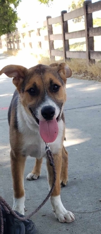 German Shepherd – 4 m/o German shepherd/ husky