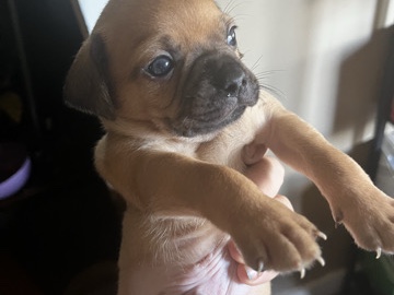 π¨ EXCLUSIVE DESIGNER LITTER | RESERVATIONS OPEN π¨ β Avon