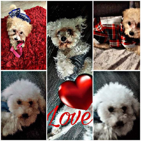 Poodle – older mini poodle mix