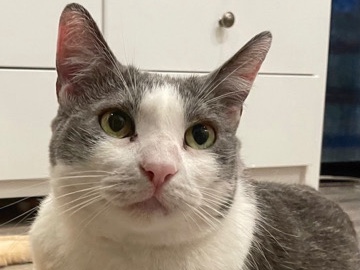 American Shorthair – max rehome