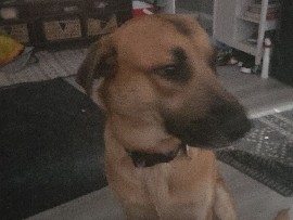German Shepherd – dog to good home – Chester