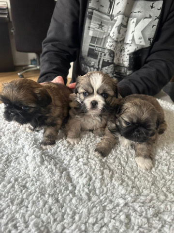 Pekingese puppys 