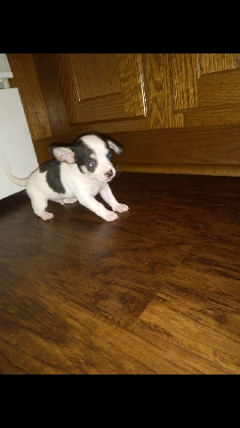 Chihuahua – teacup male chihuahua