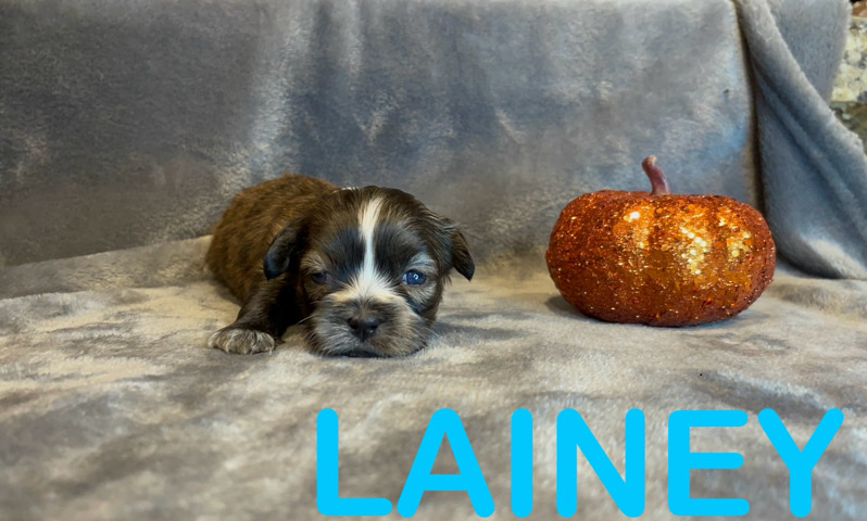 Shih Tzu – Shih Tzu pups