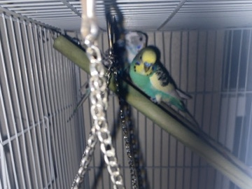 Parakeet – 2 parakeets for sale – Friendswood