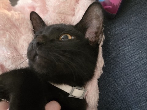 Black kitten – Lexington Park