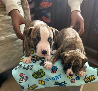 American Pit Bull Terrier – Cute puppies