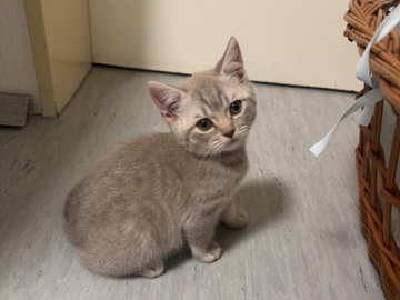 British Shorthair – Baby kitten – Neustadt an der Weinstraße