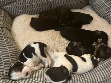  Beautiful cocker spaniel puppies