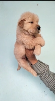 Golden Retriever – Golden retriever