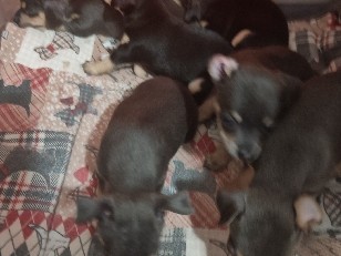 Chihuahua - cahoros chihuahua available for adoption in Torrent