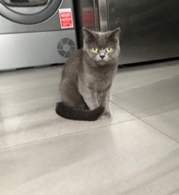 Scottish Fold – female Scottish straight