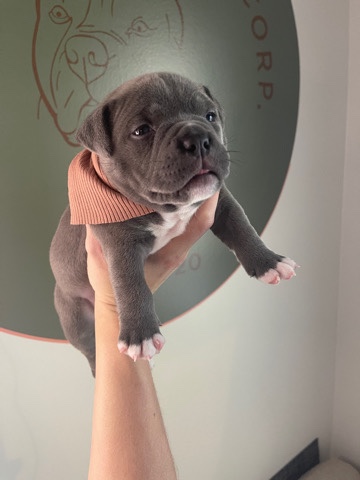 American Bulldog – American Pocket Bully Puppy