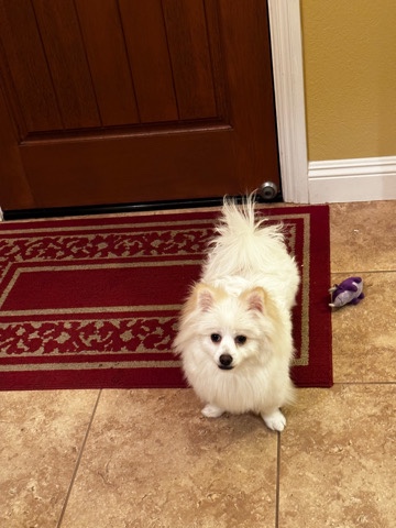 Pomeranian – Pomeranian