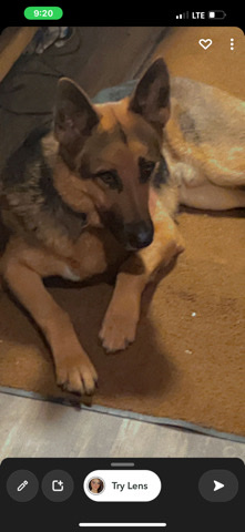 German Shepherd – German shepherd