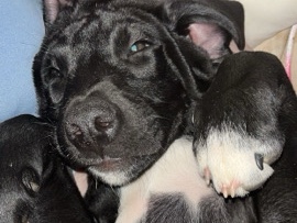 Labrador Retriever – lab puppy – Sevierville