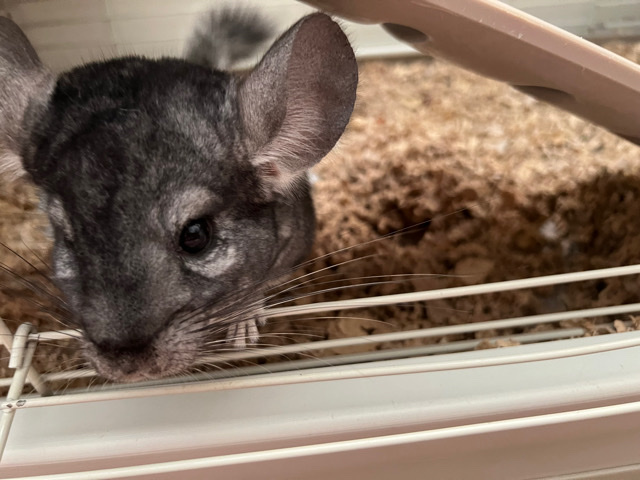 Chinchilla