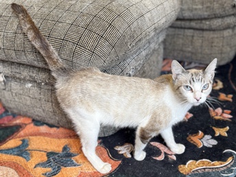 Siamese – Samantha the Retired Mom – Chino