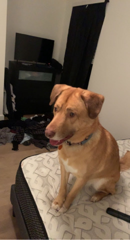 Free Husky Mix Lab