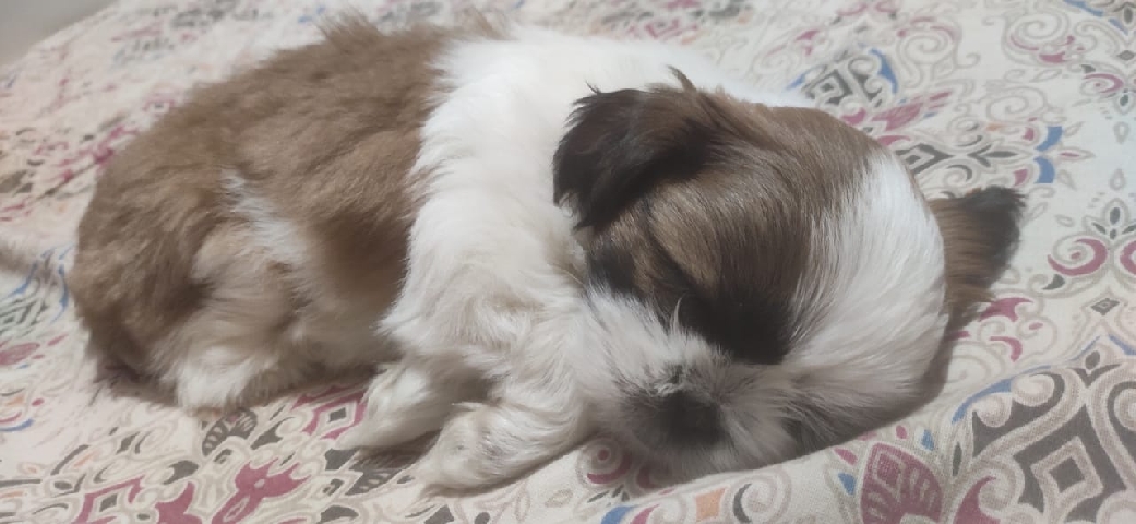 Shih Tzu – shitzu tricolour