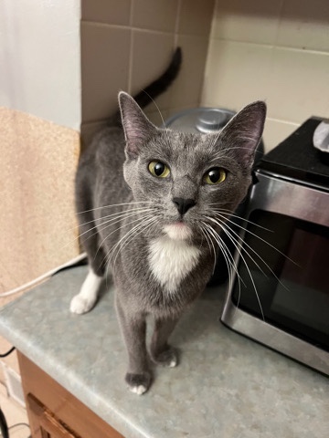 Russian Blue – Lovely and independent Female Cat