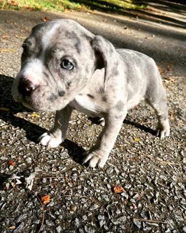 American Bulldog – Bully’s looking for homes