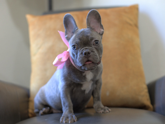 French Bulldog – Frenchie Puppy – Queen Creek