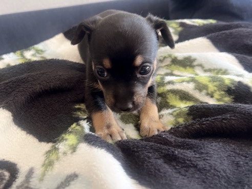 chihuahua puppies 