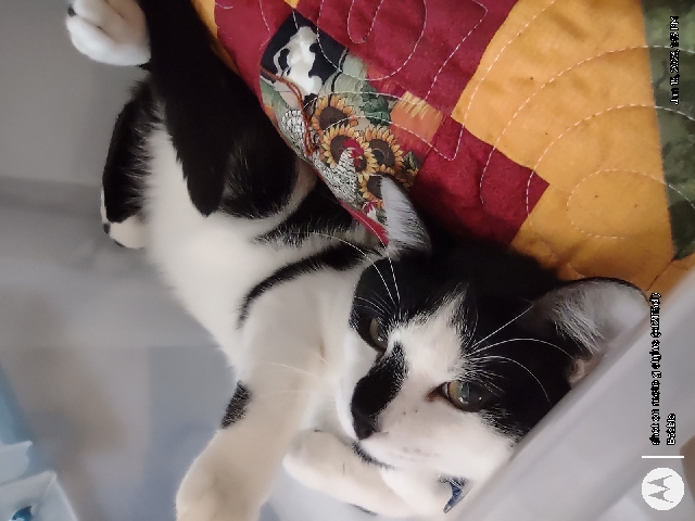 Russian White, Black and Tabby – Moris the ham