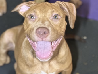 American Pit Bull Terrier – Red Nose Pitbull Puppies – View Park