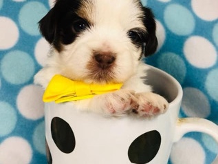Shih Tzu – Shorkie Puppies