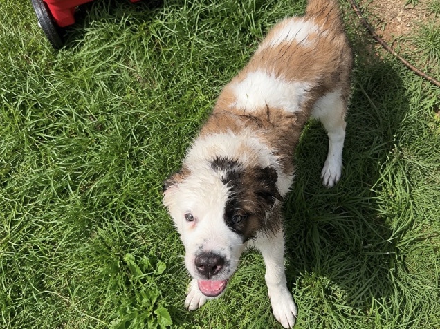 St. Bernard – st.bernard – St. Louis