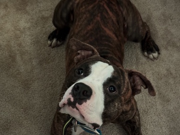 American Pit Bull Terrier – pup
