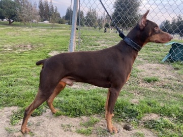 Doberman Pinscher – Doberman – Madera