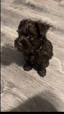 Miniature Schnauzer – chocolate puppy
