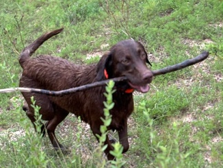 Labrador Retriever – Friendly 2-Year-Old Labrador Retriever – House Trained & Family Friendly – Sealy