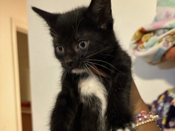 American Shorthair – Male kitten for sell – Stamford