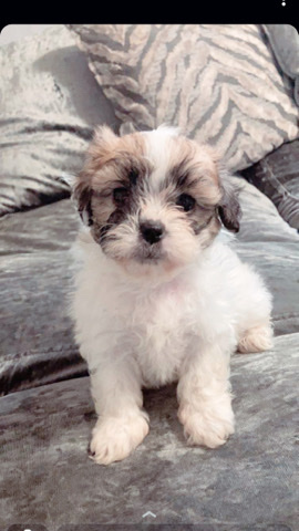 Shih Tzu – Shichon puppies