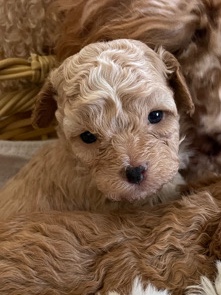 Poodle – Toy Poodle Pup (MALE 3 m/o currently) SAN DIEGO