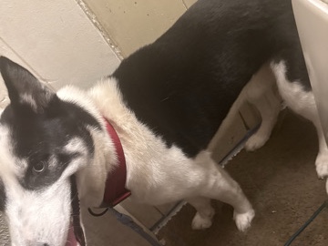 Siberian Husky – SIBERIAN HUSKY – Cohoes