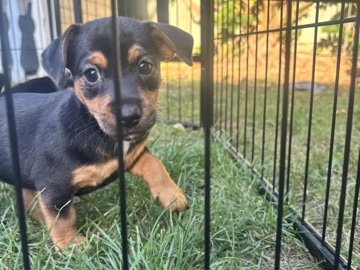 2 beautiful Jack Russell girls 